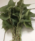 Purple Sweet Potato Slips – 10 Live Cuttings for Planting, Ipomoea Batatas Starter Plants