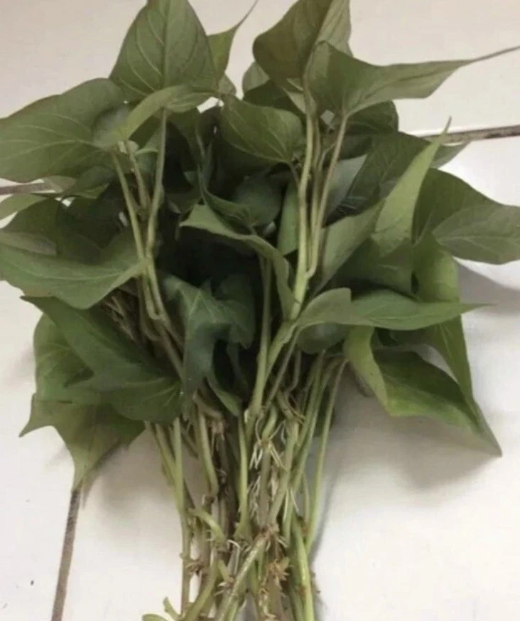 Purple Sweet Potato Slips – 10 Live Cuttings for Planting, Ipomoea Batatas Starter Plants