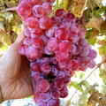 Globe Seedless Grape Vine Cuttings – 10 Thin Vitis vinifera Cuttings for Propagation
