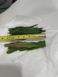 Epiphyllum Oxypetalum and Hookeri Cuttings Mix, Queen of the Night Cactus Stems for Propagation Set of 10