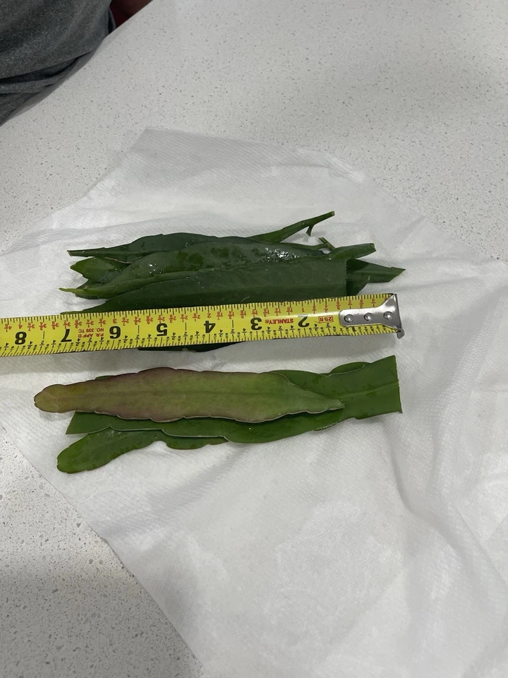 Epiphyllum Oxypetalum and Hookeri Cuttings Mix, Queen of the Night Cactus Stems for Propagation Set of 10