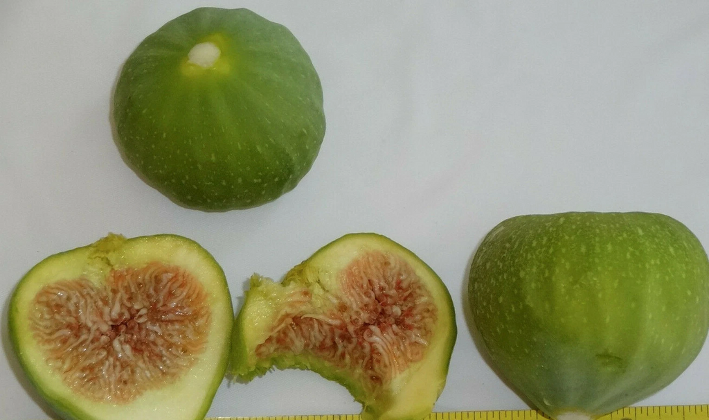 Green Ischia Fig Tree Cuttings – 3 Fresh Unrooted Fig Cuttings, Ficus Carica for Propagation, Zones 7–10