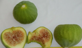 Green Ischia Fig Tree Cuttings – 3 Fresh Unrooted Fig Cuttings, Ficus Carica for Propagation, Zones 7–10