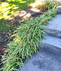 Spider Plant Cuttings with Young Roots, Chlorophytum Comosum Live Plantlets for Indoor Houseplant Propagation Lot of 15