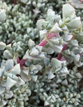 Oscularia Deltoides Cuttings – 3 Unrooted Deltoid-Leaved Dew Plant Cuttings, 4–6 Inch Succulent