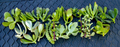 Jade Succulent Cuttings Set – 20 Plus Live Mixed Crassula Varieties, Unrooted Jade Plant Cuttings With Care Instructions