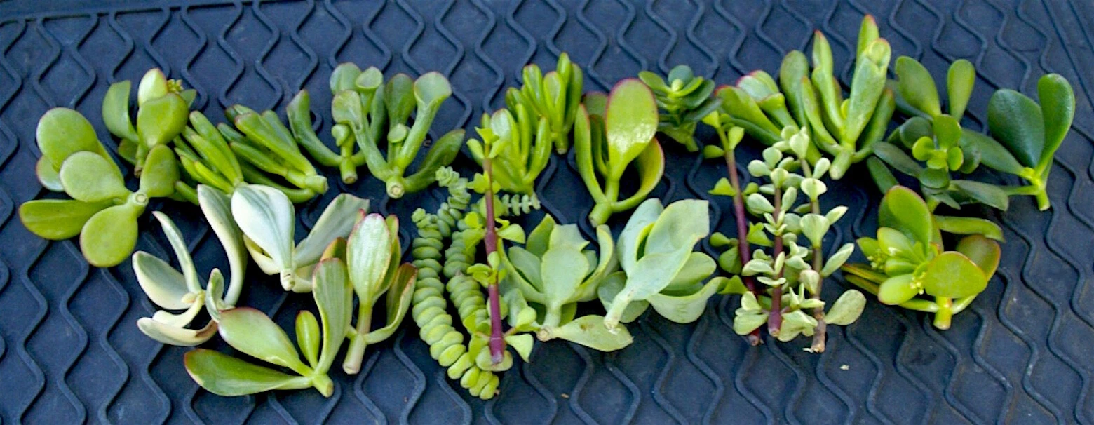 Jade Succulent Cuttings Set – 20 Plus Live Mixed Crassula Varieties, Unrooted Jade Plant Cuttings With Care Instructions