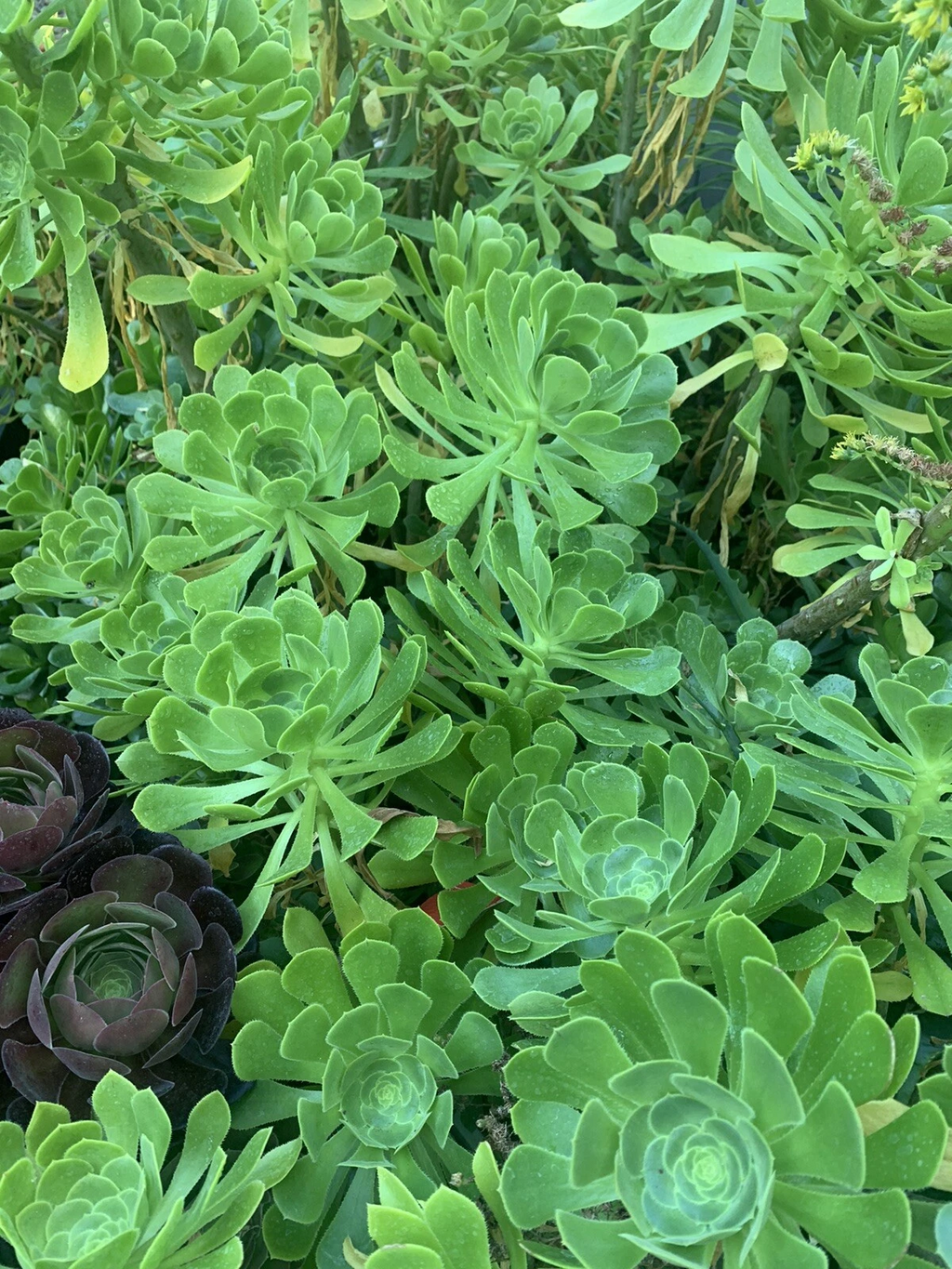 Green Aeonium Unrooted Succulent Cuttings – Aeonium arboreum Rosette Cuttings for Indoor or Outdoor Growing