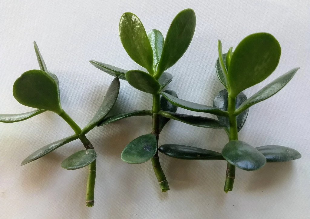 Jade Plant Cuttings Unrooted, Crassula ovata Succulent Cuttings for Propagation Indoor Plant Set of 3