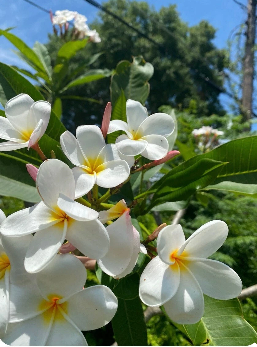 White Plumeria Frangipani Starter Cutting Single Head 6–8 Inch Fresh Cutting