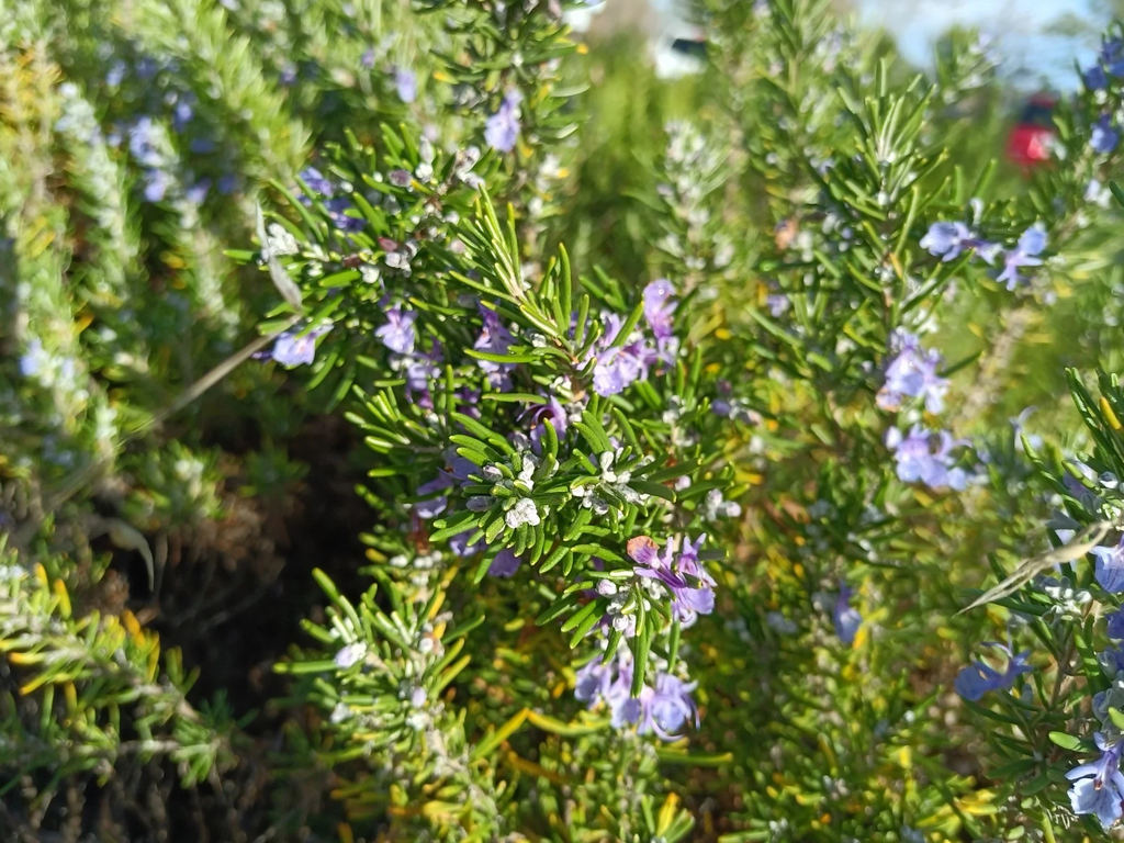 Rosemary Herb Cuttings 12 Pieces Unrooted 10 Inch Cuttings for Rooting or Propagation