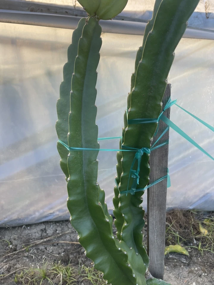 Robles Red Dragon Fruit Unrooted Cuttings – Mature Pitaya Cactus Cuttings for Propagation and Growing