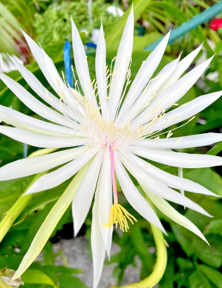 Night Blooming Cereus Rooted Plant – Epiphyllum Leaf Cactus in 4 Inch Pot, White Flowering Tropical Cactus