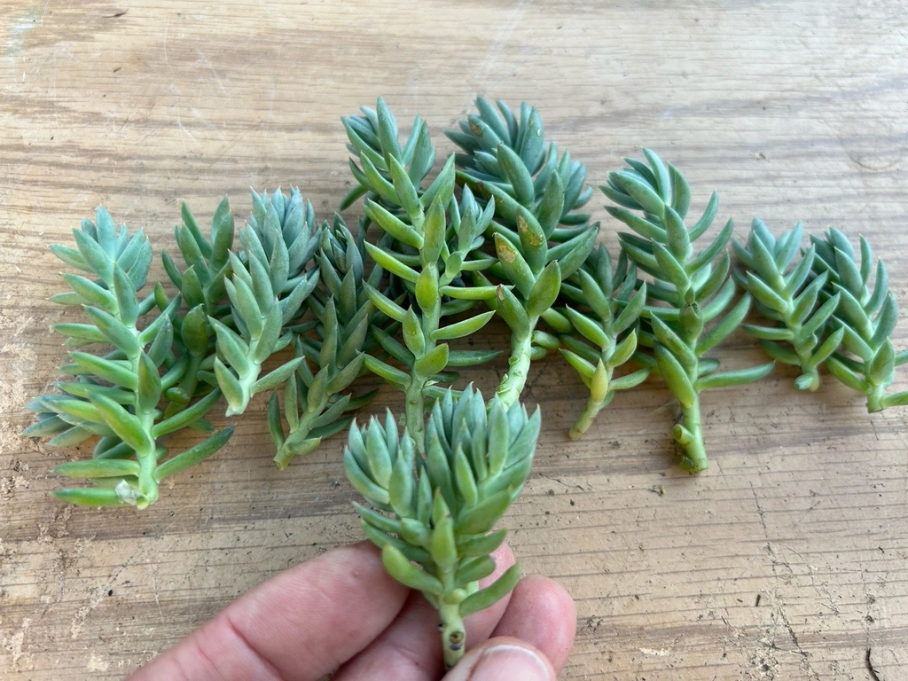 Blue Spruce Sedum Unrooted Cuttings – 10 Sedum reflexum Succulent Cuttings for Propagation and Containers