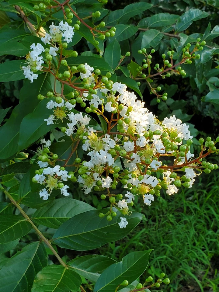 White Crape Myrtle Cuttings – 10 Fresh Lagerstroemia indica Unrooted Cuttings South Carolina Grown