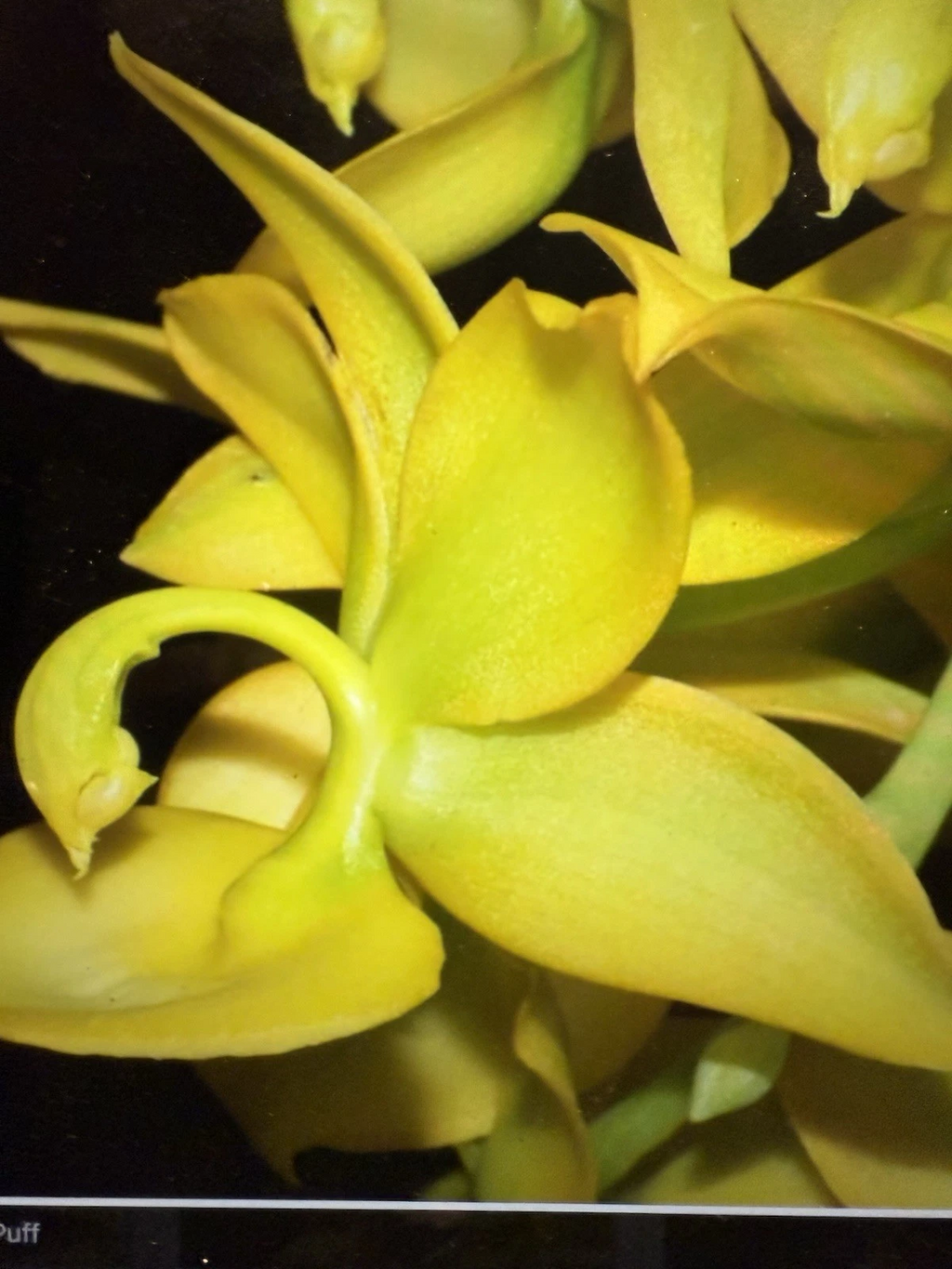 Cyc. Taiyhoung No.1 Orchid Plant – Yellow Rooted Bulb Bare Root Live Orchid, No Pot