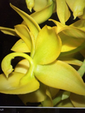 Cyc. Taiyhoung No.1 Orchid Plant – Yellow Rooted Bulb Bare Root Live Orchid, No Pot