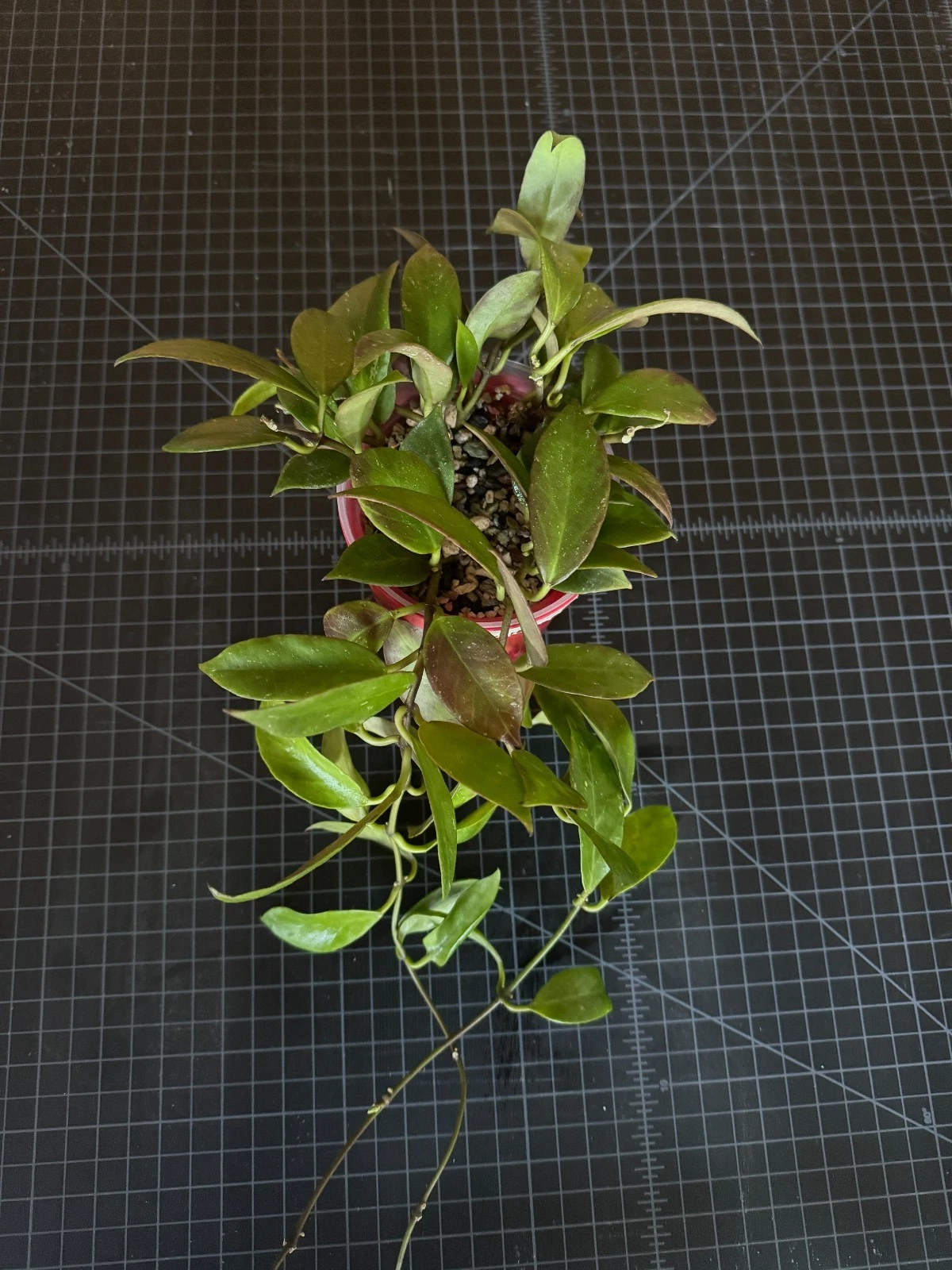 Hoya Sunrise Cutting – 1 Node Unrooted Hoya Hybrid Cutting for Indoor Houseplant Propagation