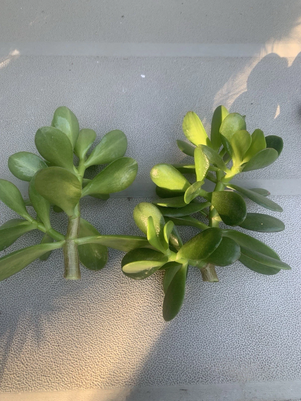 Jade Plant Crassula Ovata Cuttings – 2 Fresh Deep Green Succulent Cuttings for Propagation and Planting