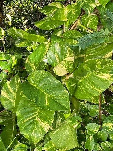 Variegated Giant Golden Queen Pothos Cuttings – 6 Epipremnum aureum Live Unrooted Cuttings, Trailing Houseplant