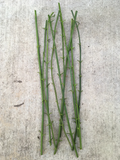 Winter Jasmine Cuttings – 10 Live 12 Inch Jasminum Nudiflorum Vine Shrub Cuttings with Yellow Flowers