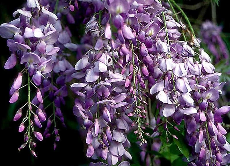 Chinese Wisteria Live Rooted Vine 1–2 Ft Purple Blue Flowers Wisteria Sinensis Climbing Plant