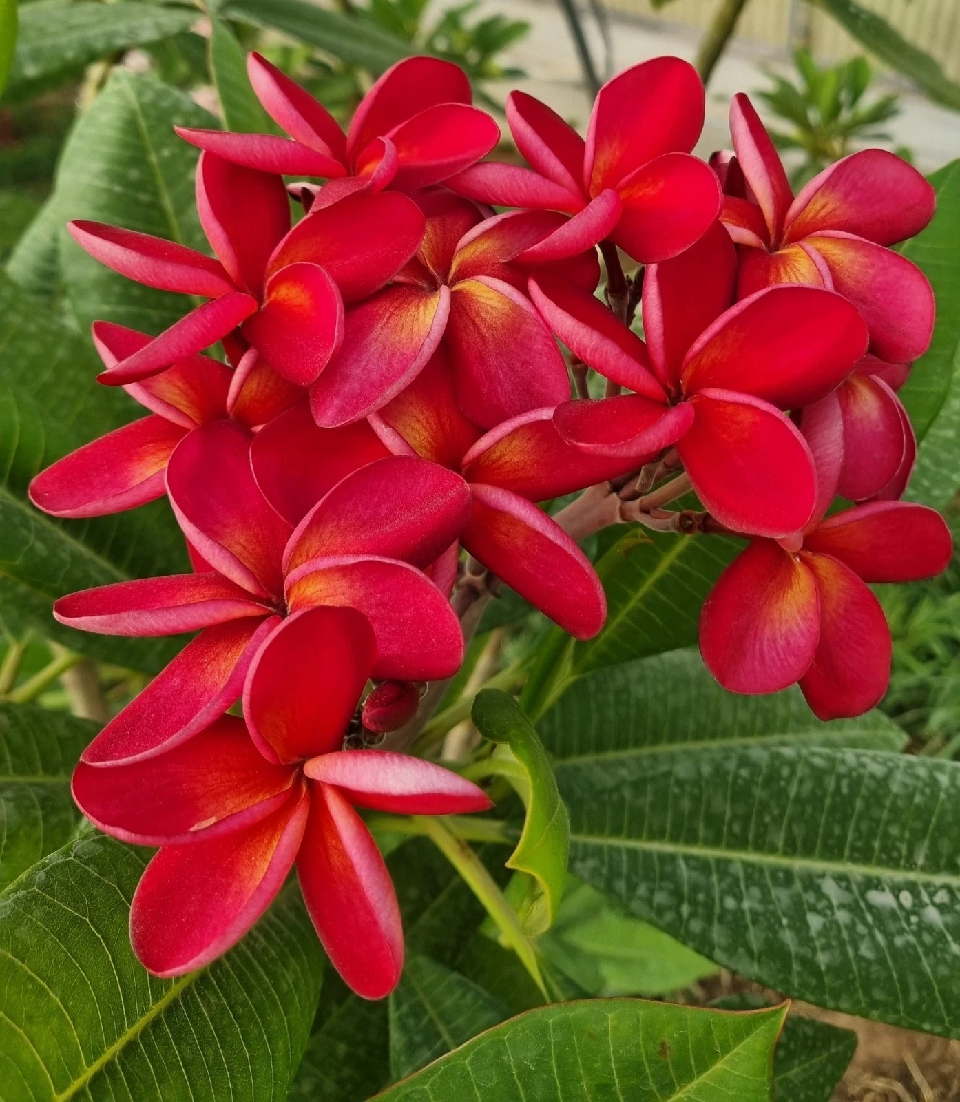 Thai Duke Plumeria Cutting 1 Tip Unrooted Frangipani Branch for Propagation Ornamental Tree
