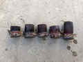 Dark Purple Sugarcane Rooted Cuttings Set of 5, Saccharum officinarum Live Plant Ready to Plant