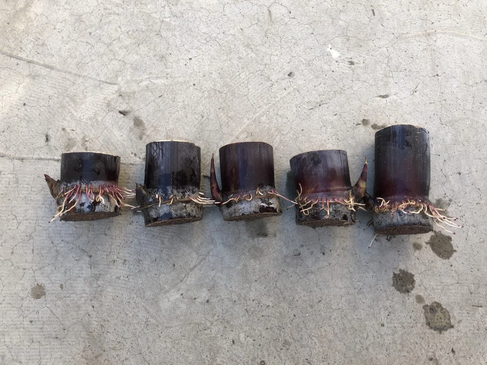 Dark Purple Sugarcane Rooted Cuttings Set of 5, Saccharum officinarum Live Plant Ready to Plant