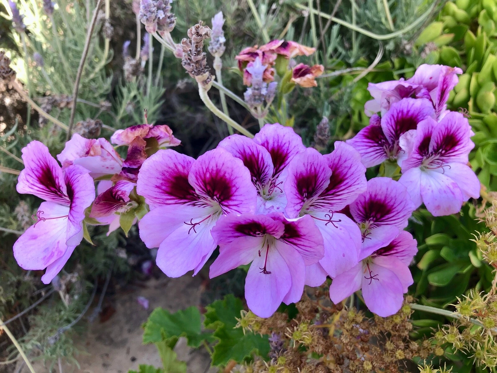 Lavender Purple Regal Geranium Cutting – 6 Inch Live Pelargonium Fancy Variety, Flowering Plant Cutting for Propagation