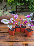 Pink Tradescantia Nanouk Live Plants – 2 Rooted Indoor Houseplants in 2 Inch Pots, Variegated Wandering Jew