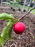 Scarlet Beauty Plum Scion Cuttings for Grafting – Fresh Plum Tree Cuttings for Fruit Tree Propagation
