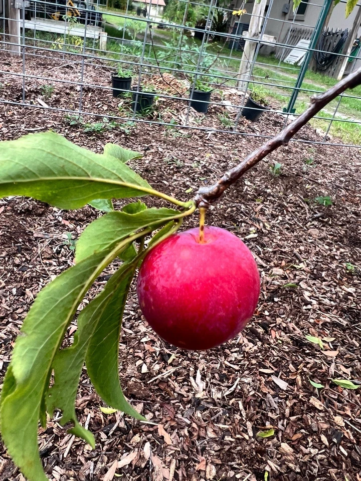 Scarlet Beauty Plum Scion Cuttings for Grafting – Fresh Plum Tree Cuttings for Fruit Tree Propagation