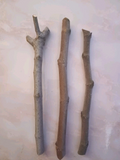 Fig Tree Cuttings 3 Pieces Unrooted Ficus Carica Hardwood Cuttings for Rooting or Grafting
