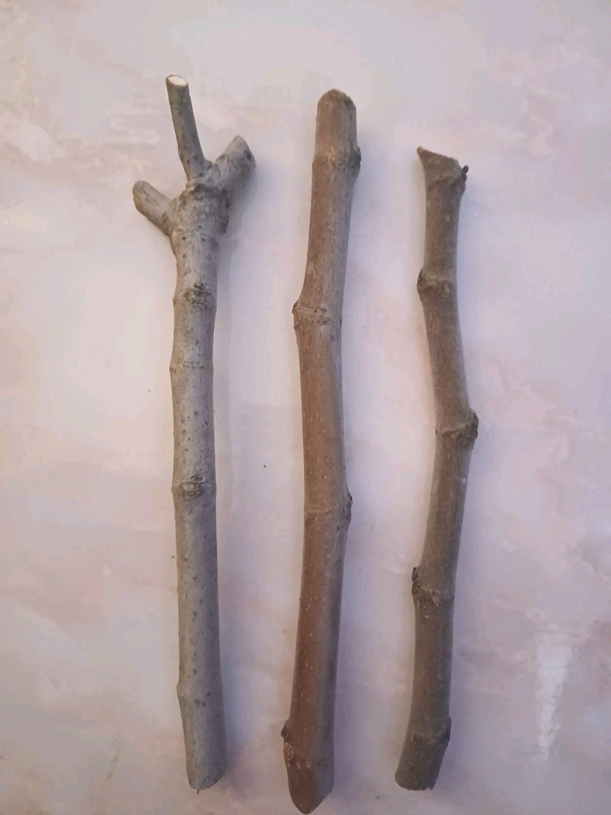 Fig Tree Cuttings 3 Pieces Unrooted Ficus Carica Hardwood Cuttings for Rooting or Grafting