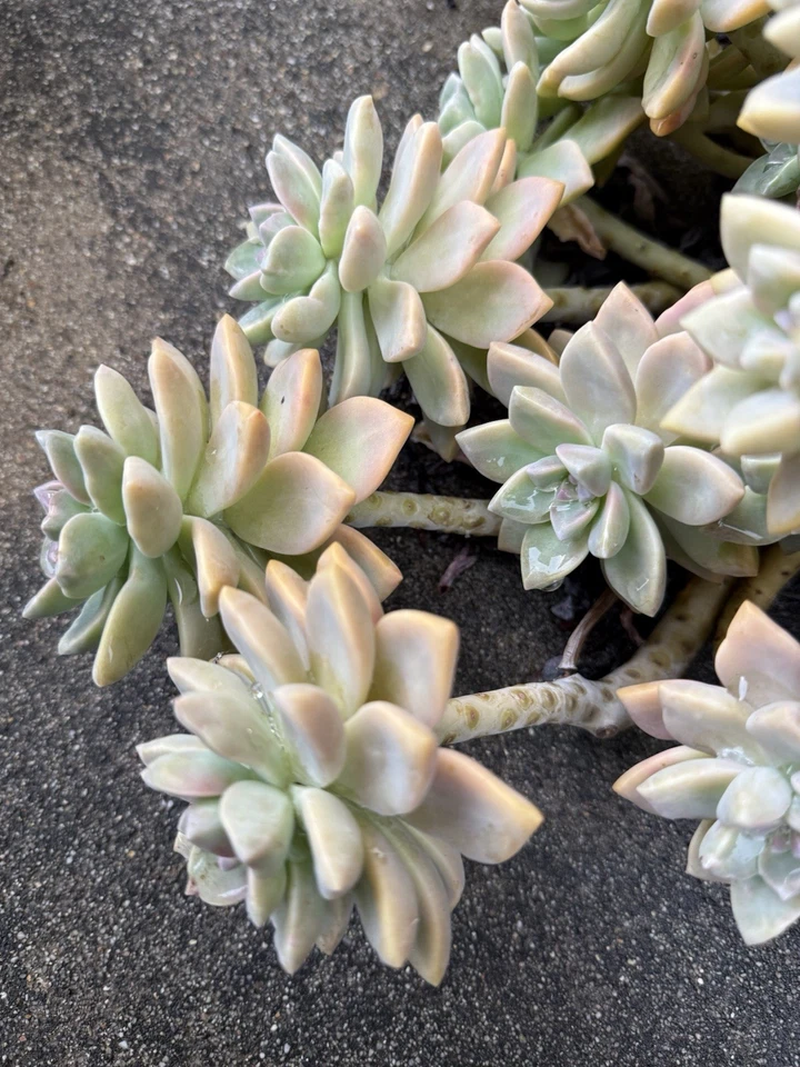 Ghost Plant Succulent Cuttings – 3 Inch Live Unrooted Graptopetalum Paraguayense, Rosette Succulent for Propagation