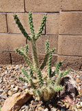 Tree Cholla Cactus Cutting – Cylindropuntia imbricata Live Unrooted Cactus Cutting, Desert Cactus Plant