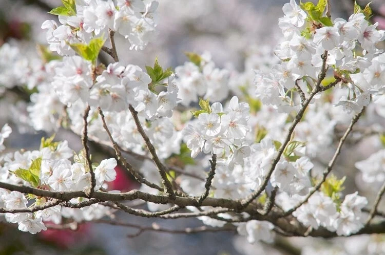 Japanese Flowering Cherry Unrooted Cuttings – 12 Prunus serrulata Tree Cuttings for Rooting and Propagation