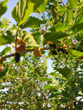 Mulberry Tree Cuttings – 5 Unrooted Morus Cuttings, 7–9 Inch Live Tree Cuttings for Propagation