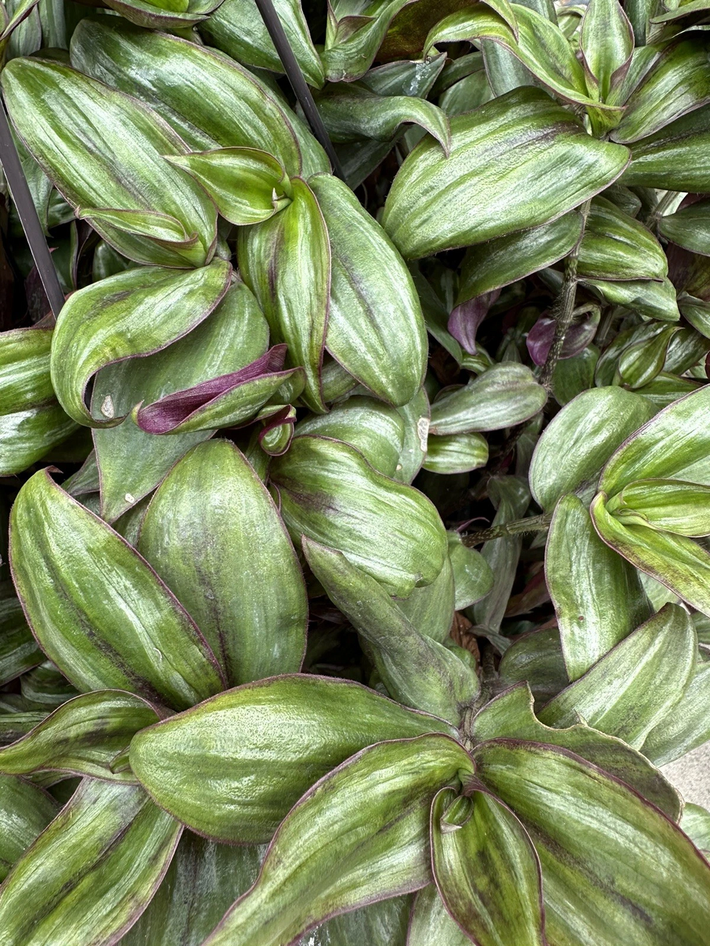Tradescantia Zebrina ‘Red Gem’ Cuttings – 5 Unrooted ssp. discolor Cuttings, Purple Red Trailing Houseplant