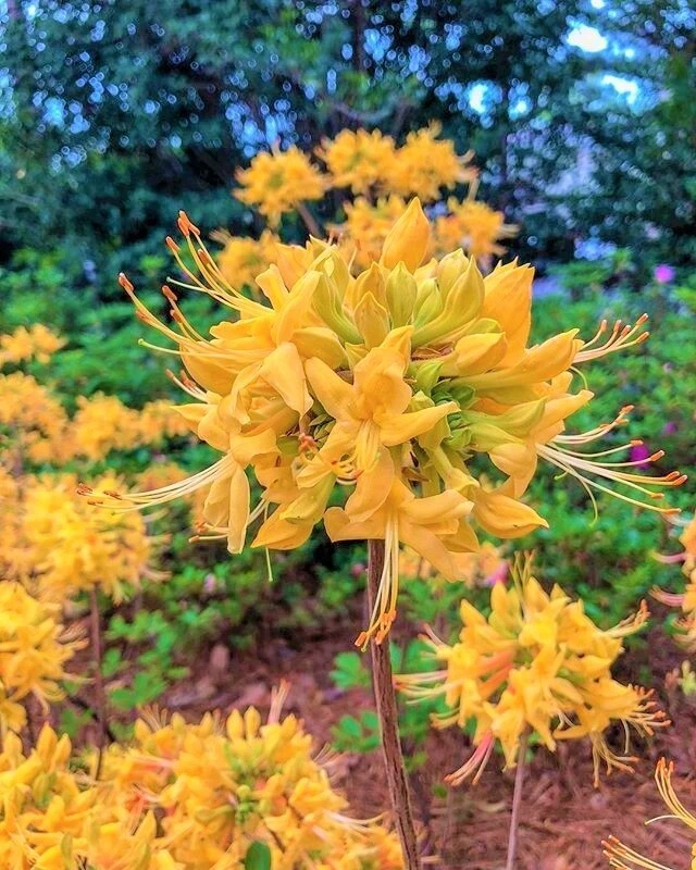Gold Strike Azalea Rhododendron Deciduous Starter Plant Dormant Live Shrub for Planting