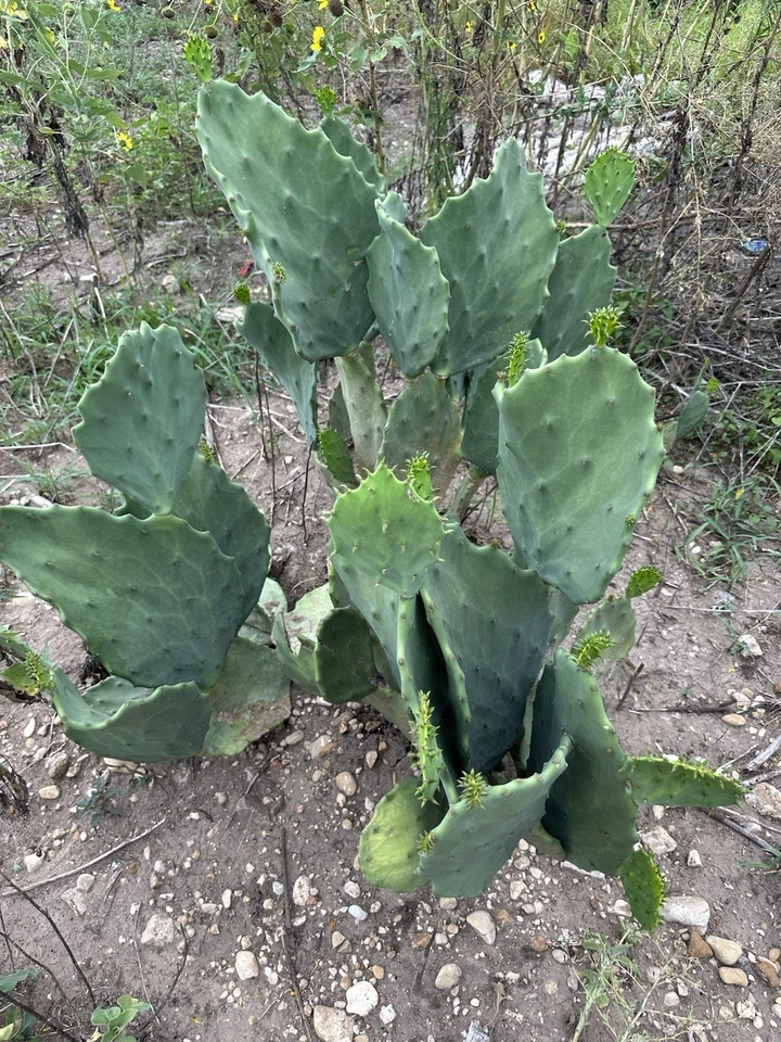 Opuntia Gomei Prickly Pear Cactus Pads Cutting, Old Mexico Opuntia Pad for Planting and Propagation