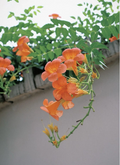 Orange Cape Honeysuckle Cutting – 8 Inch Fresh Cutting, Tecoma capensis Climbing Shrub, Perennial Ornamental Plant