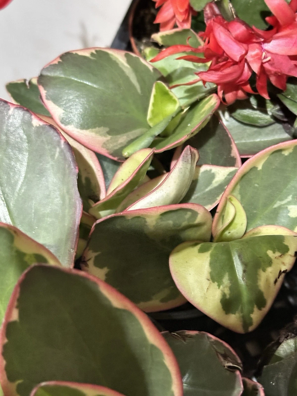 Peperomia Clusiifolia Tricolor Plant – Live Rooted Succulent Houseplant 3–5 Inch with Red Variegated Leaves
