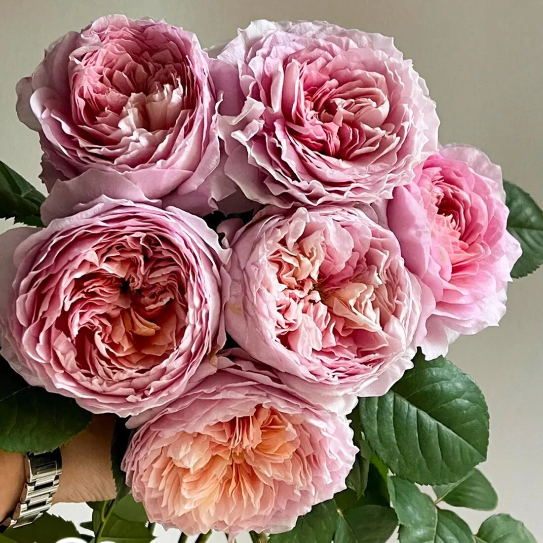 Tantau Highgarden Rose Cuttings – 3 Fresh Rose Cuttings for Rooting or Grafting, Garden Shrub Rose