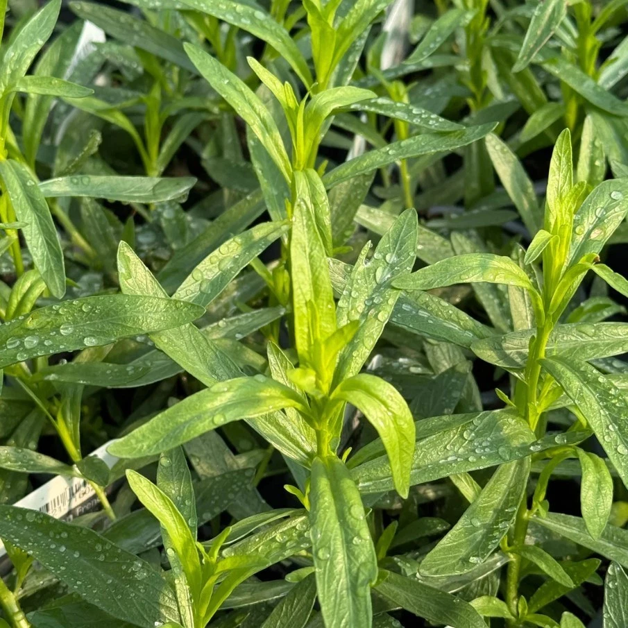 French Tarragon Live Starter Plants – 2–4 Inch Perennial Herb Plants, Artemisia Dracunculus Sativa