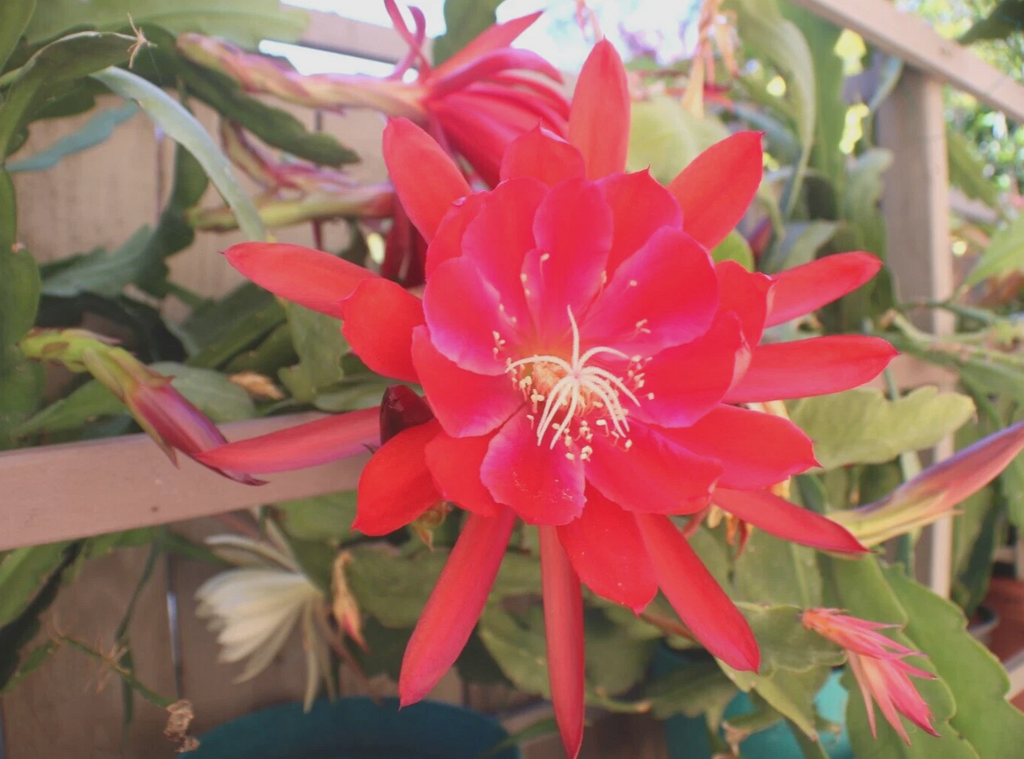 Epiphyllum Orchid Cactus Cuttings, 3 Unrooted Cuttings 8–12 Inch Mixed Flower Colors