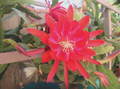 Epiphyllum Orchid Cactus Cuttings, 3 Unrooted Cuttings 8–12 Inch Mixed Flower Colors