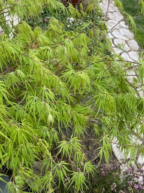 Japanese Dwarf Maple Unrooted Cuttings – 6 Acer palmatum Scions, 6 Inch Tree Cuttings for Rooting or Grafting