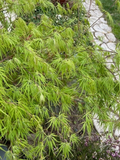 Japanese Dwarf Maple Unrooted Cuttings – 6 Acer palmatum Scions, 6 Inch Tree Cuttings for Rooting or Grafting